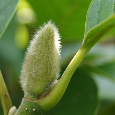 Magnolia soulangeana 'Sundew'